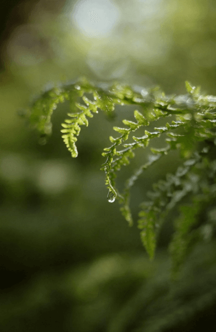Nature and Health